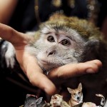 �������. ��� � ���������