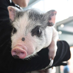 �������. ��� � ���������