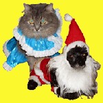 �������. ��� � ���������