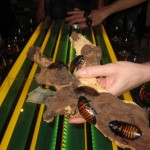 �������. ������������ ����