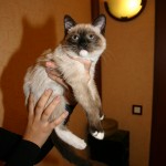 �������. ��� � ���������